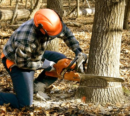 Tree Removal in Mellwood, AR